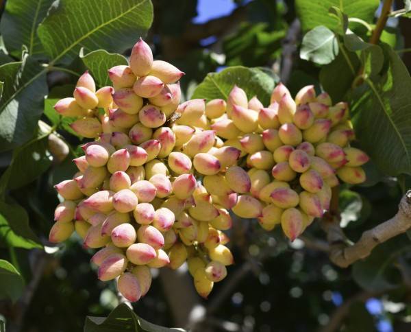 بهترین خاک برای پسته