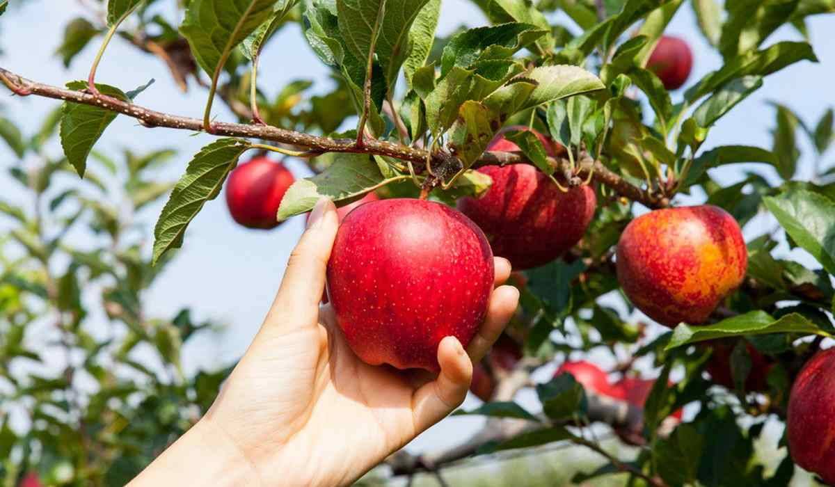 زمان دادن کود آهن به درخت سیب