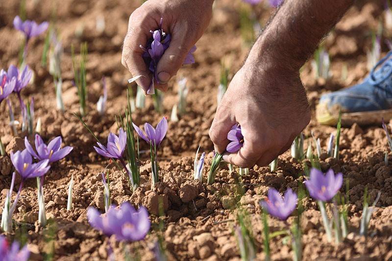 زعفران گلخانه ای در سال چند بار گل می‌دهد؟