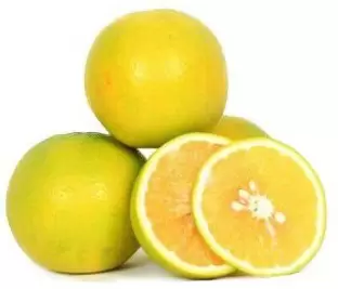 درخت لیمو شیرین
