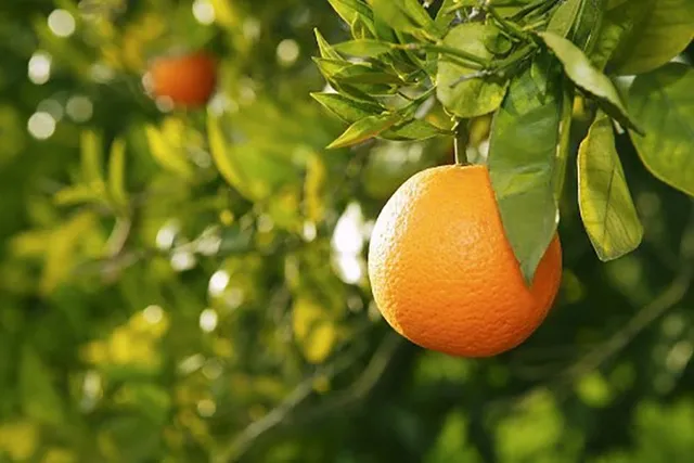 نقش کود k60 برای درخت پرتقال