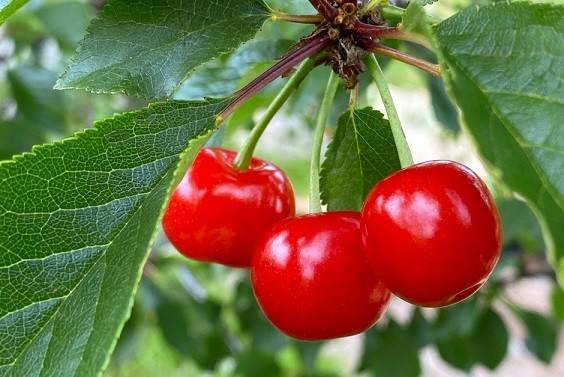 کود ۱۰ ۵۲ ۱۰ برای درخت آلبالو