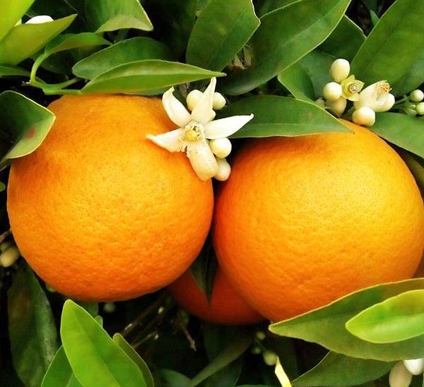 گل درخت پرتقال