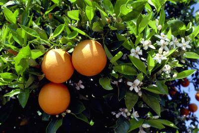 نقش کود k60 برای درخت پرتقال