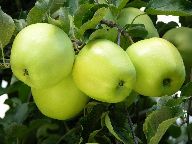 کودهای پاییزه درخت سیب