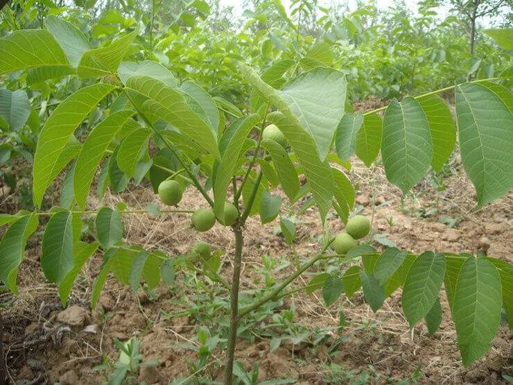 کود k60 برای درخت گردو 