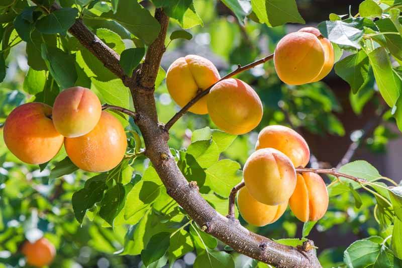 کود k60 برای درخت زرد‌آلو 