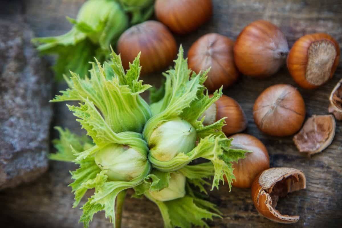 کود 10-52-10 برای درخت فندق