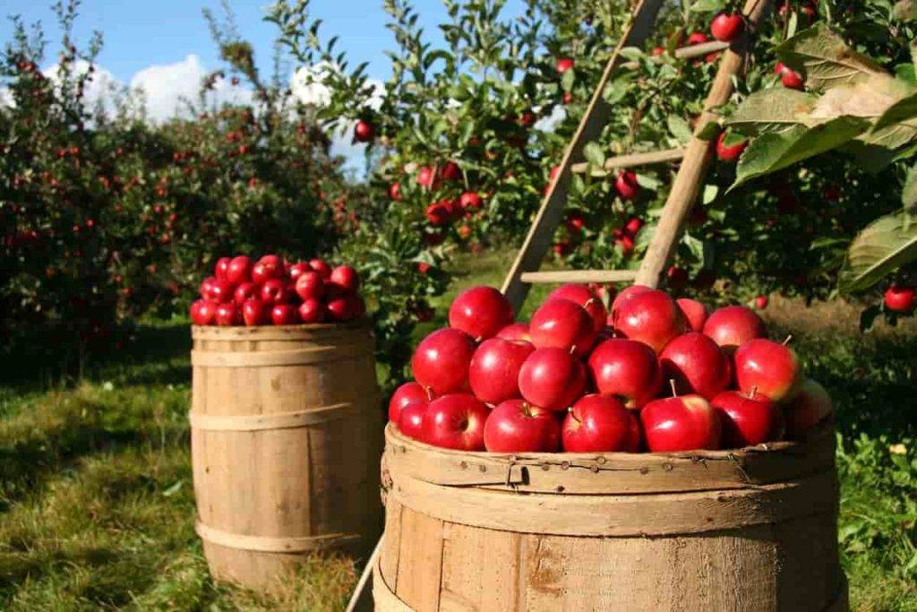 کود کلسیمی برای درخت سیب