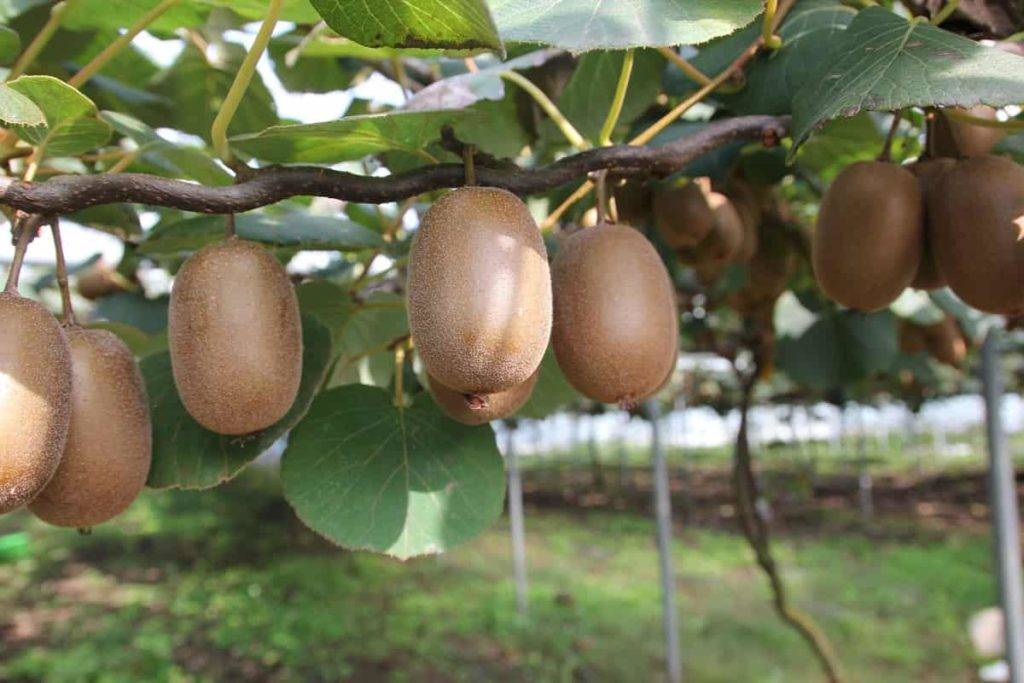 کود k60 برای درخت کیوی