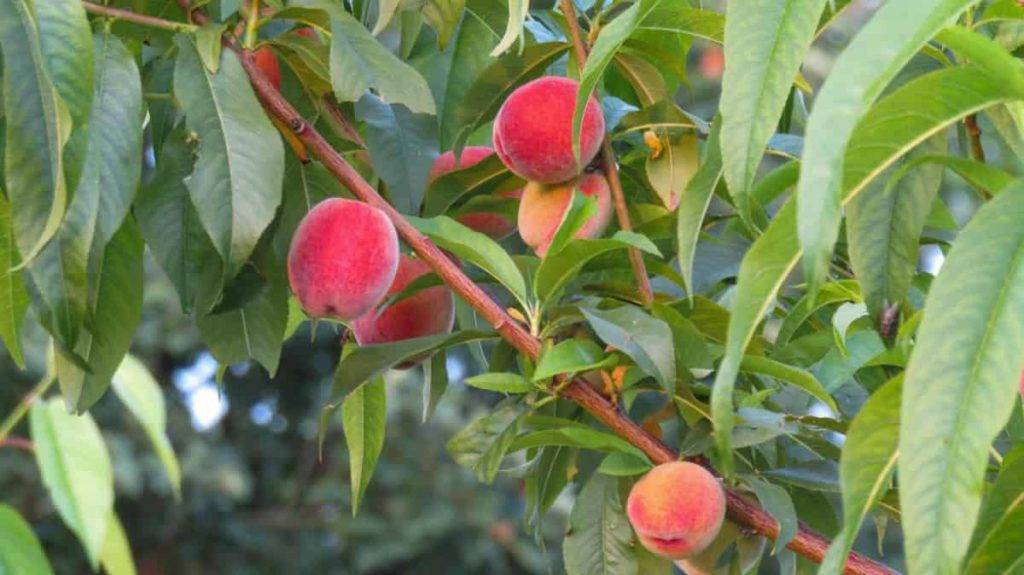 نقش کود k60 برای درخت هلو 