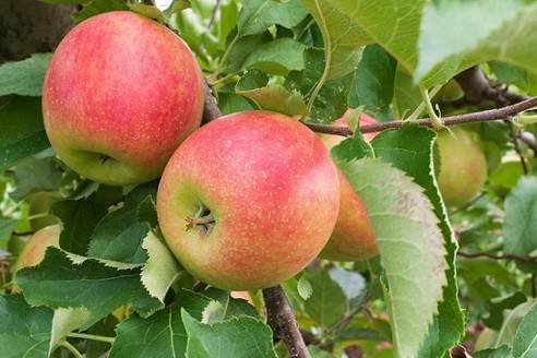 کودهای پاییزه درخت سیب