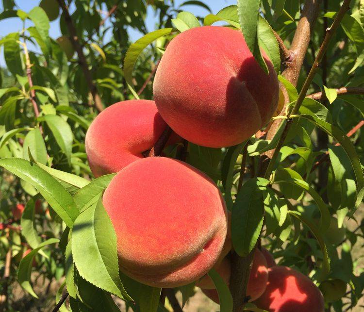 کود 36 12 12 NPK برای درخت هلو