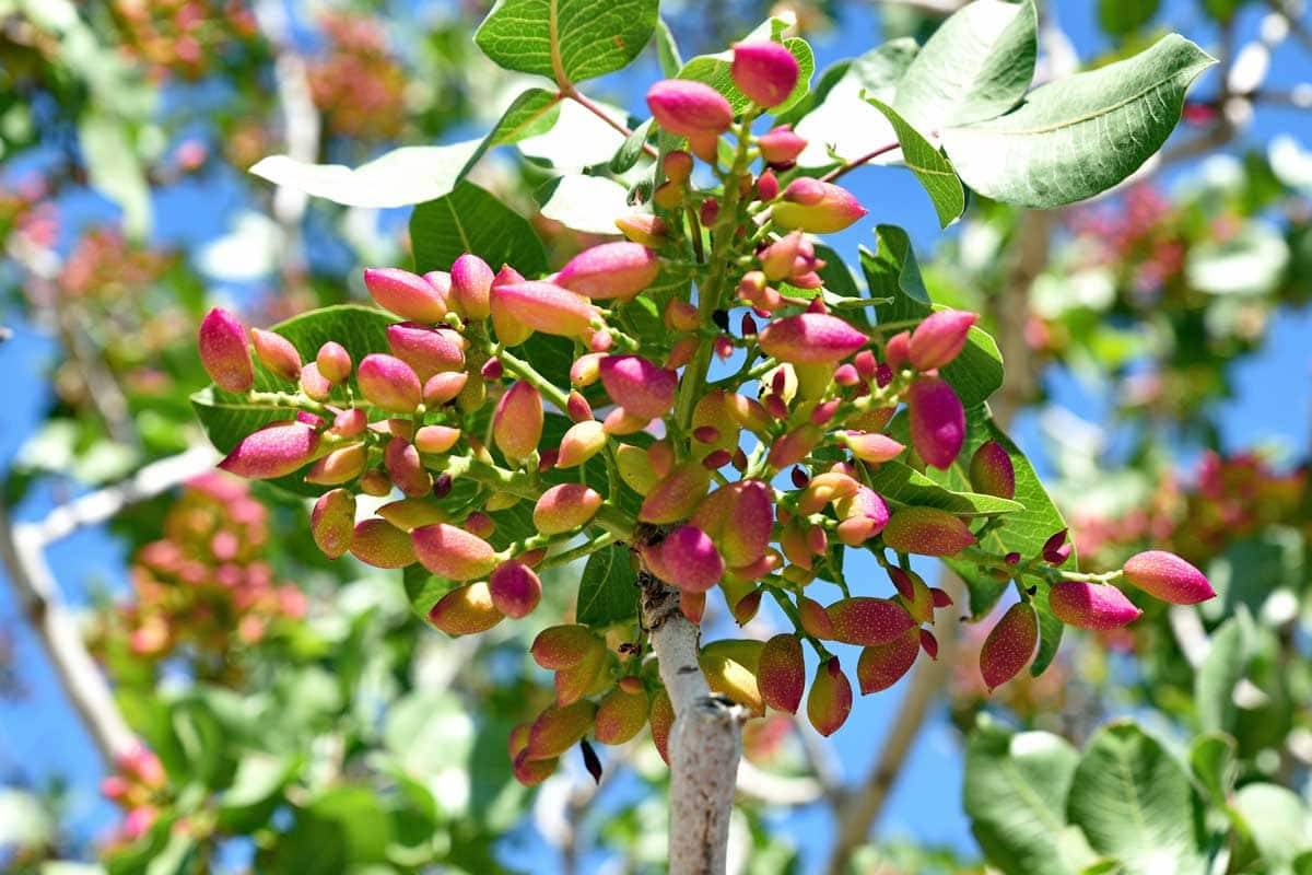 نقش کود k60 برای درخت پسته 