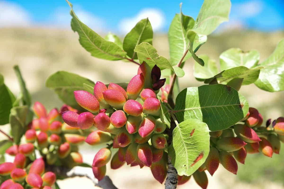 نقش کود k60 برای درخت پسته 