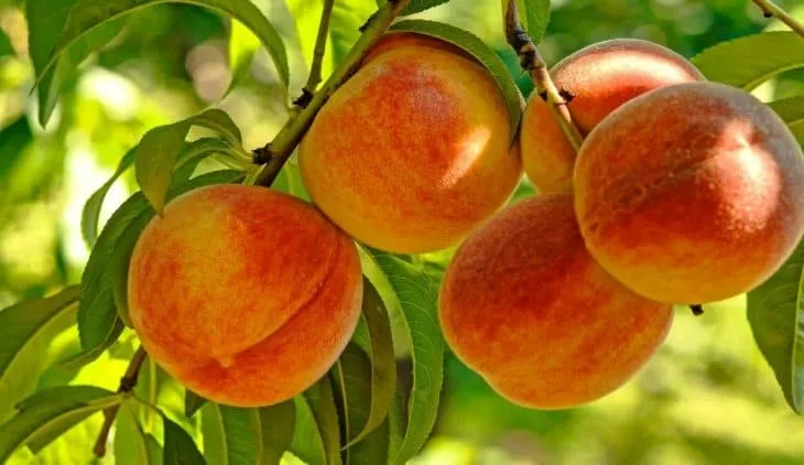 نقش کود k60 برای درخت هلو 