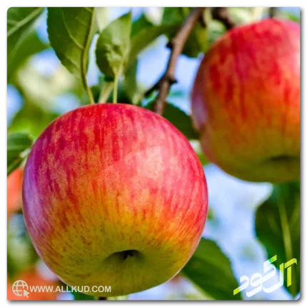 استفاده از کود حیوانی پوسیده برای تقویت درختان سیب