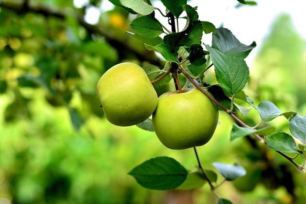 کود ۱۰-۵۲-۱۰ برای درخت سیب