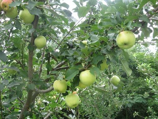 بهترین کود آهن برای درخت سیب