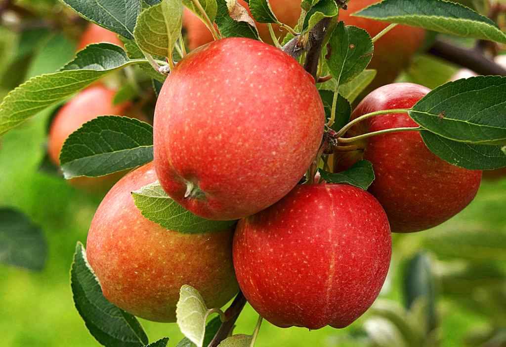 فوائد کود حیوانی برای درخت سیب