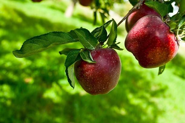 فوائد کود حیوانی برای درخت سیب