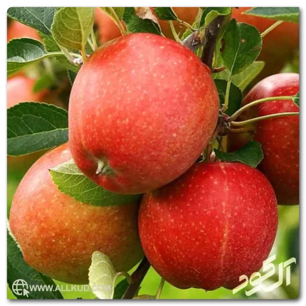 تاثیر کود حیوانی بر تخلخل خاک و نفوذ آب