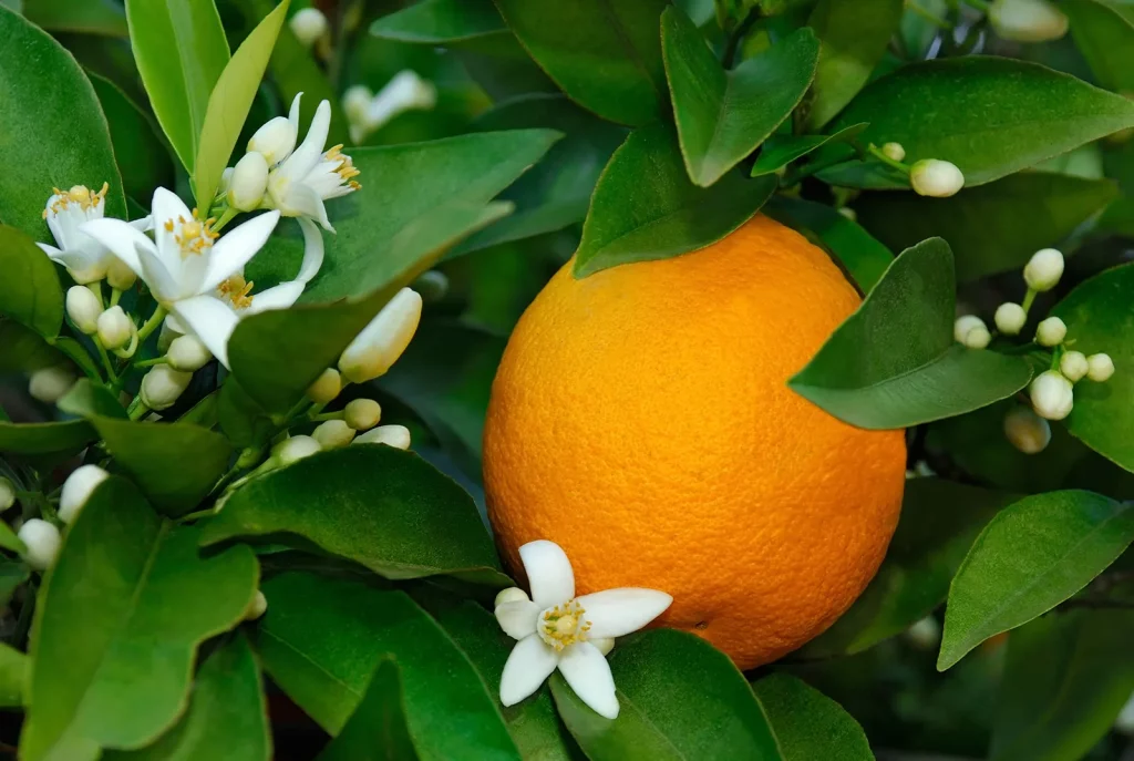 کود 10-52- 10 برای درخت پرتقال