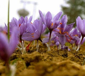 میزان برداشت زعفران در گلخانه