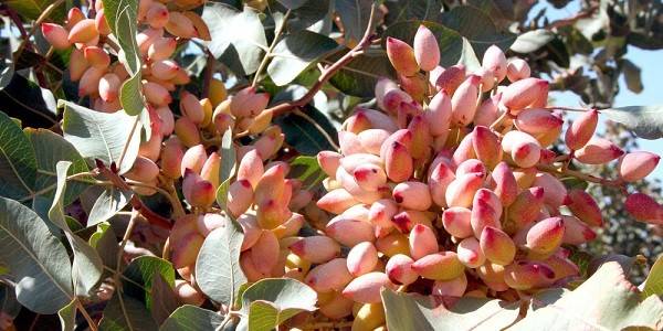نقش کود k60 برای درخت پسته 