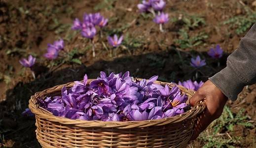 کم گلدهی زعفران