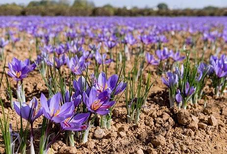 میزان کشت زعفران گلخانه ای