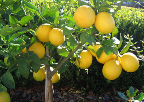 درخت لیمو شیرین