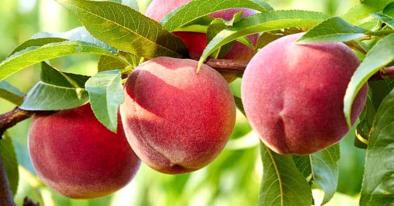 کود 36 12 12 NPK برای درخت هلو