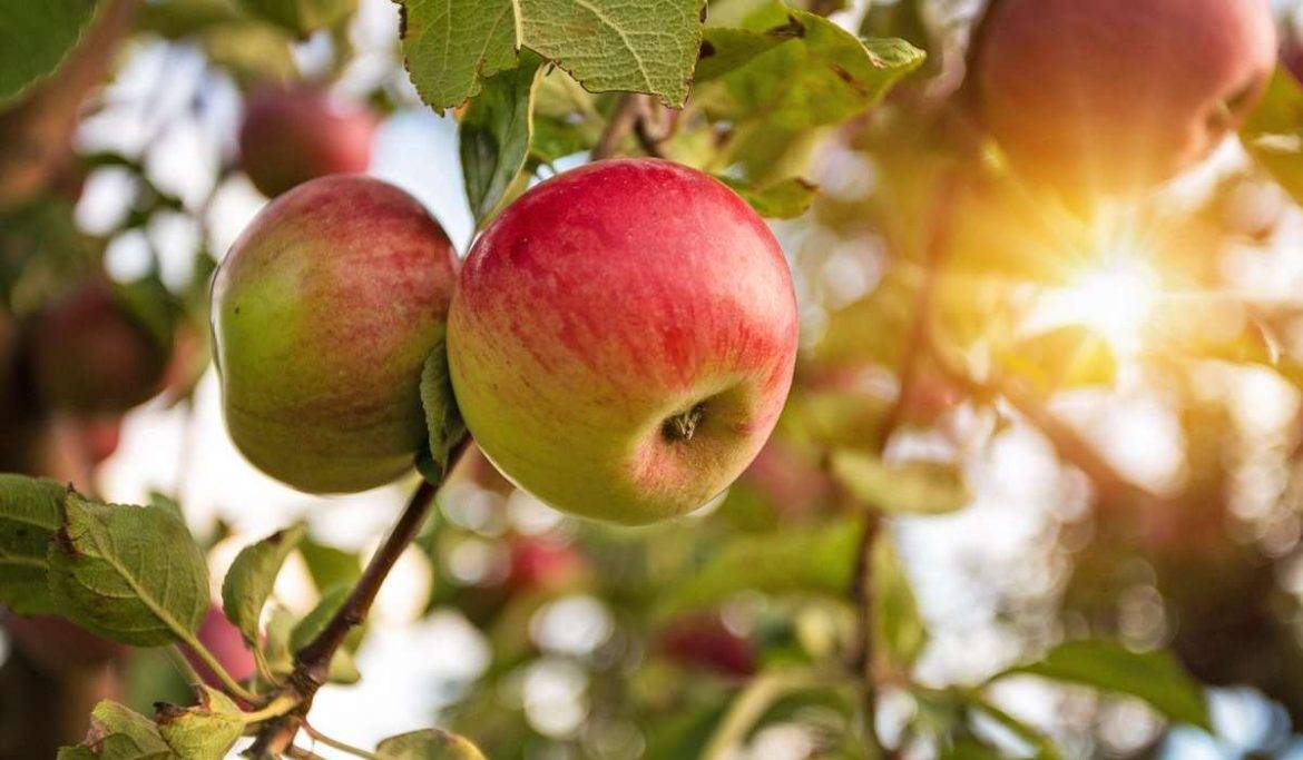 بهترین کود آهن برای درخت سیب
