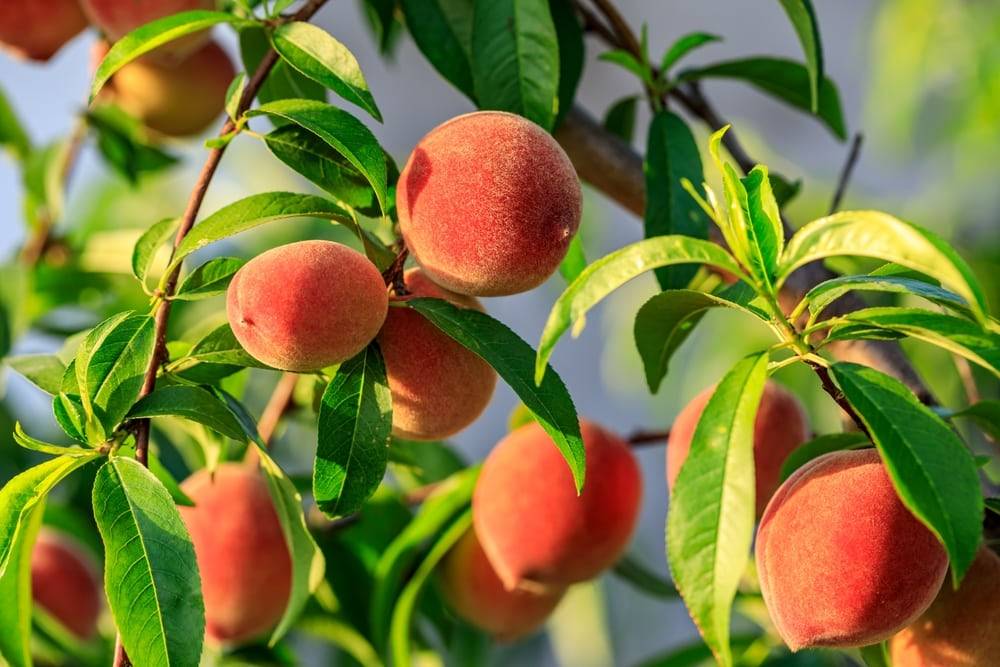 کود ۱۰ ۵۲ ۱۰ برای درخت هلو