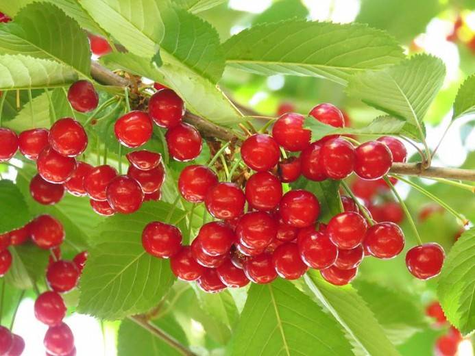 کود ۱۰ ۵۲ ۱۰ برای درخت آلبالو