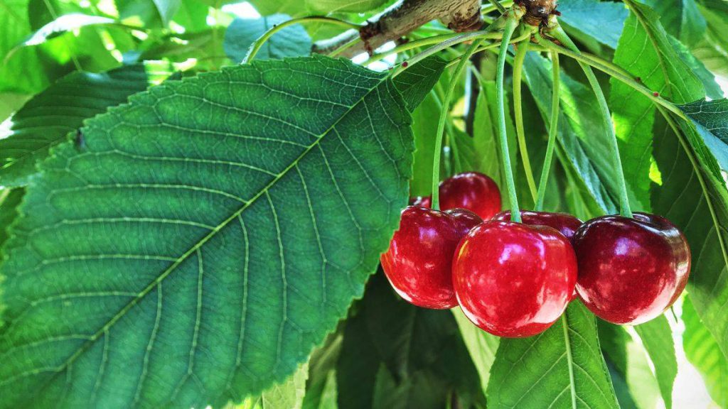 کود ۱۰ ۵۲ ۱۰ برای درخت گیلاس