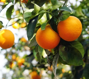 نقش کود k60 برای درخت پرتقال