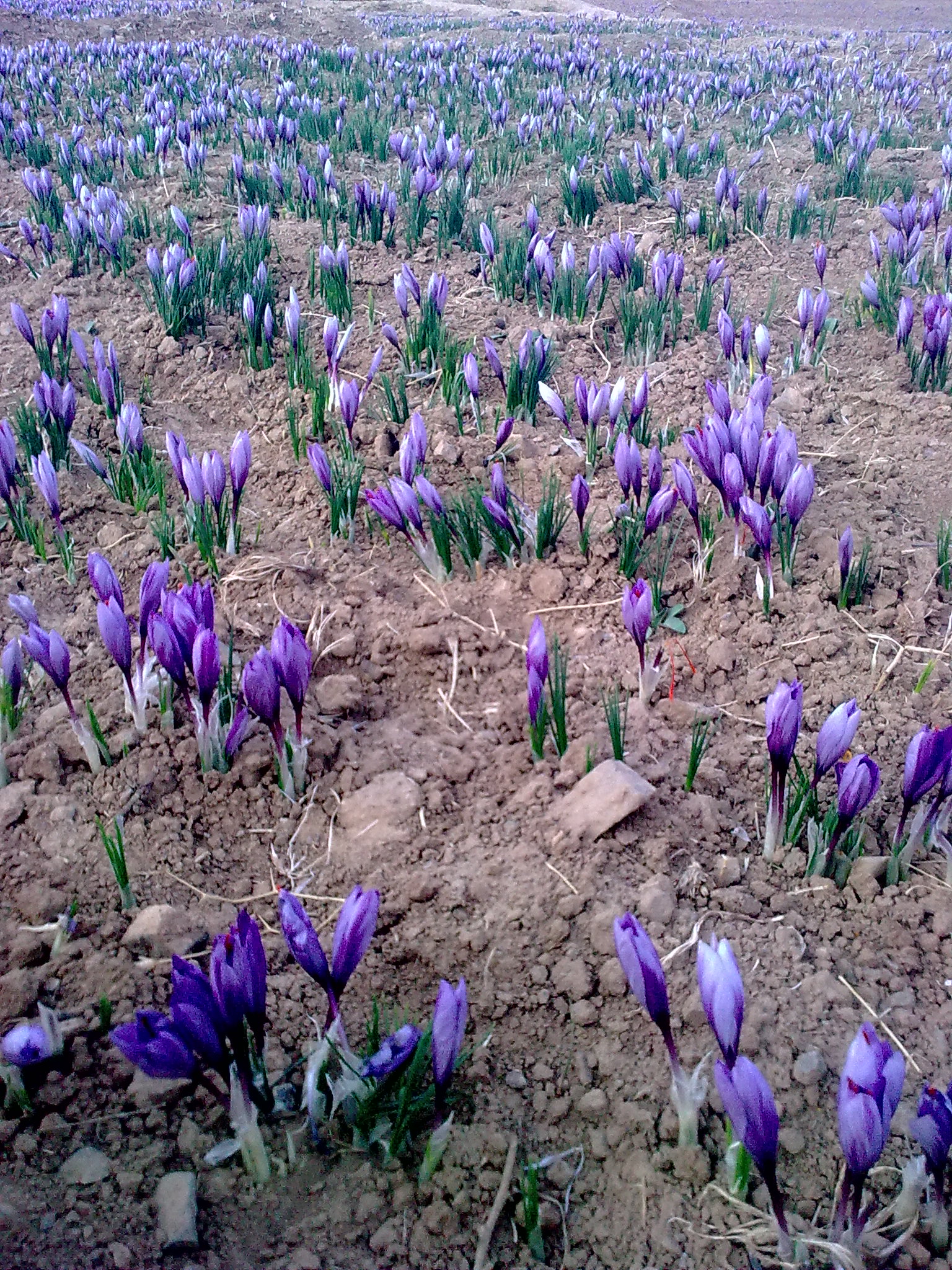 کم گلدهی زعفران