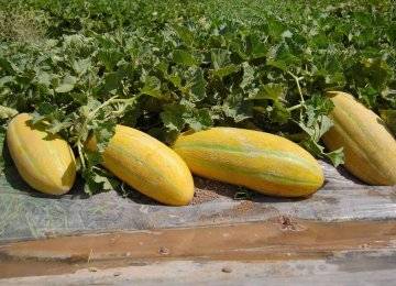 کود 36 12 12 برای خربزه