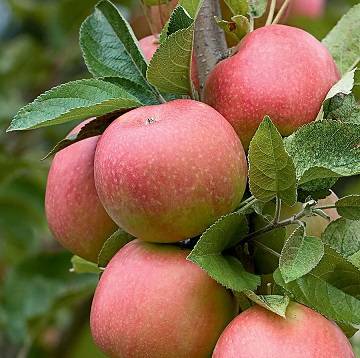 زمان استفاده از کود اوره برای درختان سیب