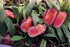 بهترین زمان برای کود دادن به درختان