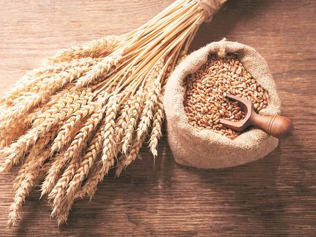 استفاده از کود فسفر بالا برای گندم در مرحله پنجه آب