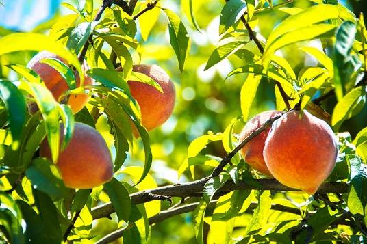 کود ۳۶ ۱۲ ۱۲ برای هلو