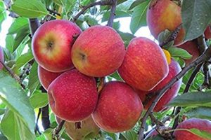 کود k60 برای درخت سیب