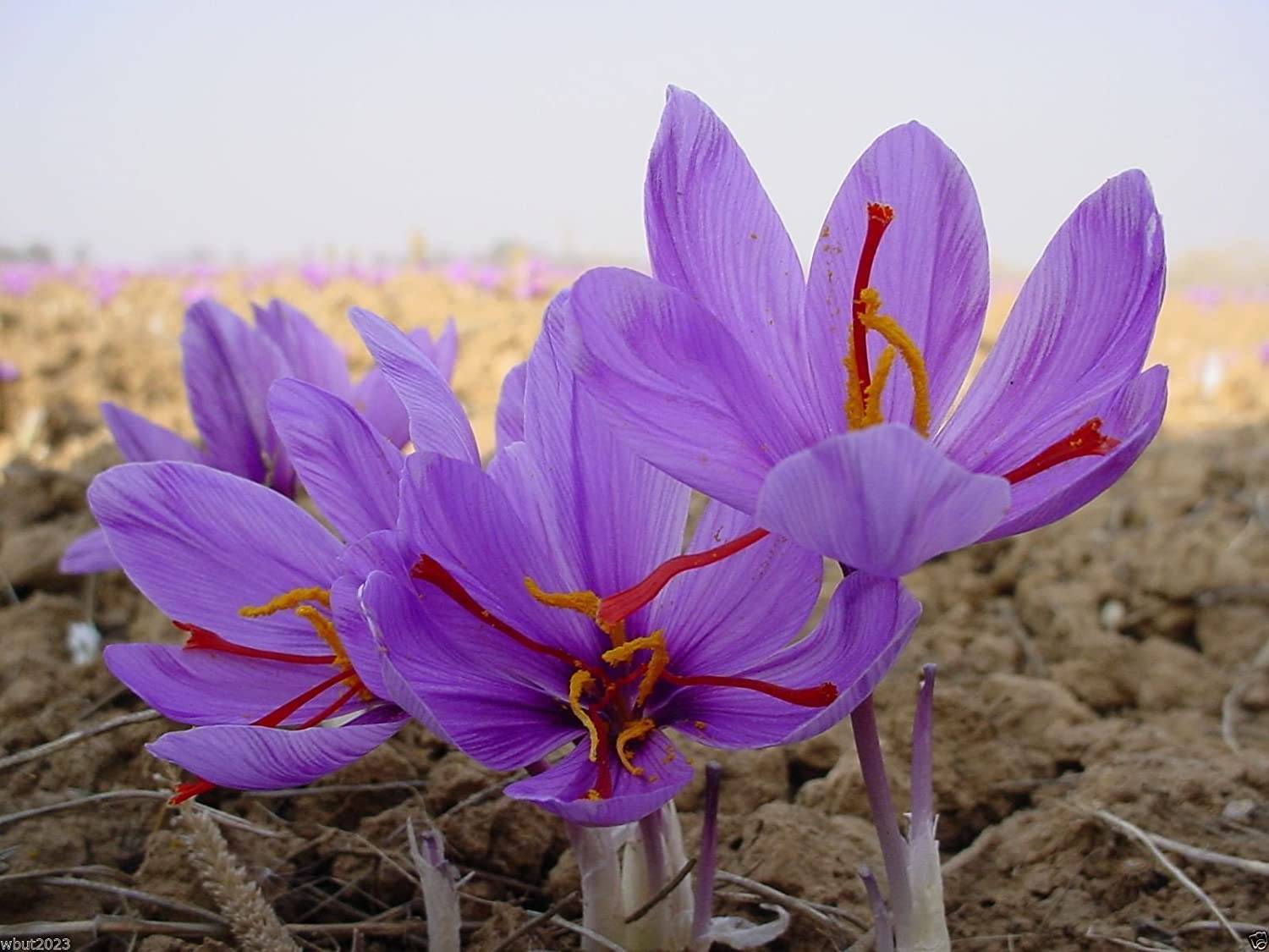 برداشت زعفران در استهبان