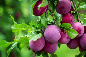 کود مخصوص برای درخت آلو