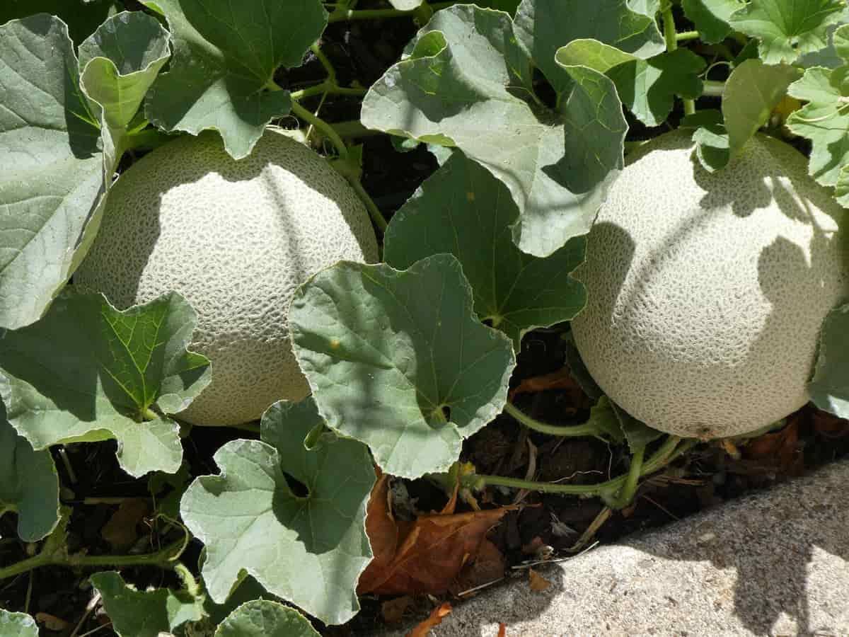 کود 36 12 12 برای طالبی