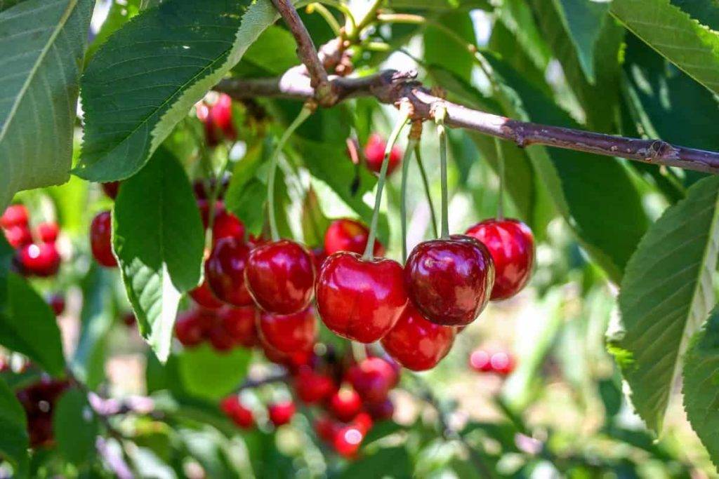 کود k60 برای درخت گیلاس
