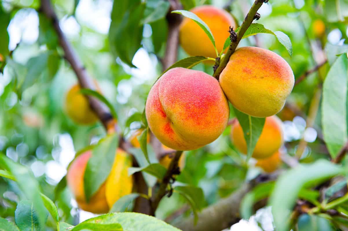 کود آهن برای درخت هلو